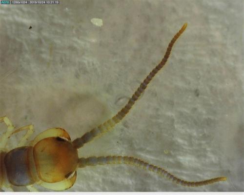 Réf. 242 328 : Lithobius melanops